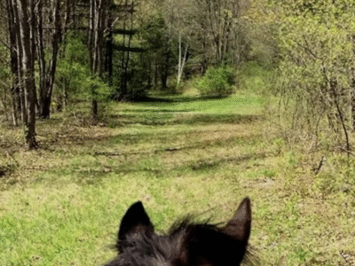 Horse'n Around Acres